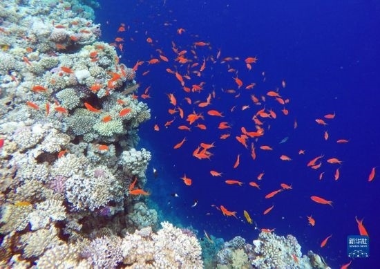  這是10月2日在埃及西奈半島達(dá)哈布藍(lán)洞內(nèi)拍攝的珊瑚和魚類。新華社記者 隋先凱 攝