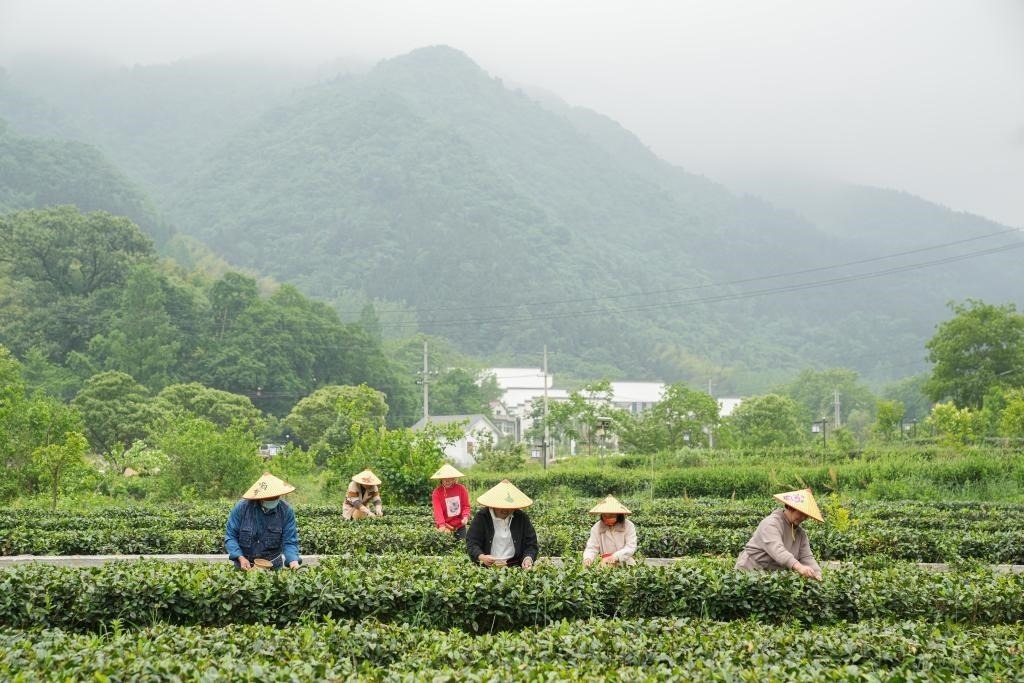2022年5月11日，村民在大灣村生態(tài)茶園內(nèi)采摘茶葉。新華社記者杜宇攝