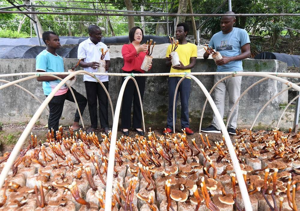 2021年8月12日，福建農(nóng)林大學國家菌草工程技術研究中心副主任林冬梅（中）為非洲留學生講解菌草鹿角靈芝的栽培情況。新華社記者 林善傳 攝