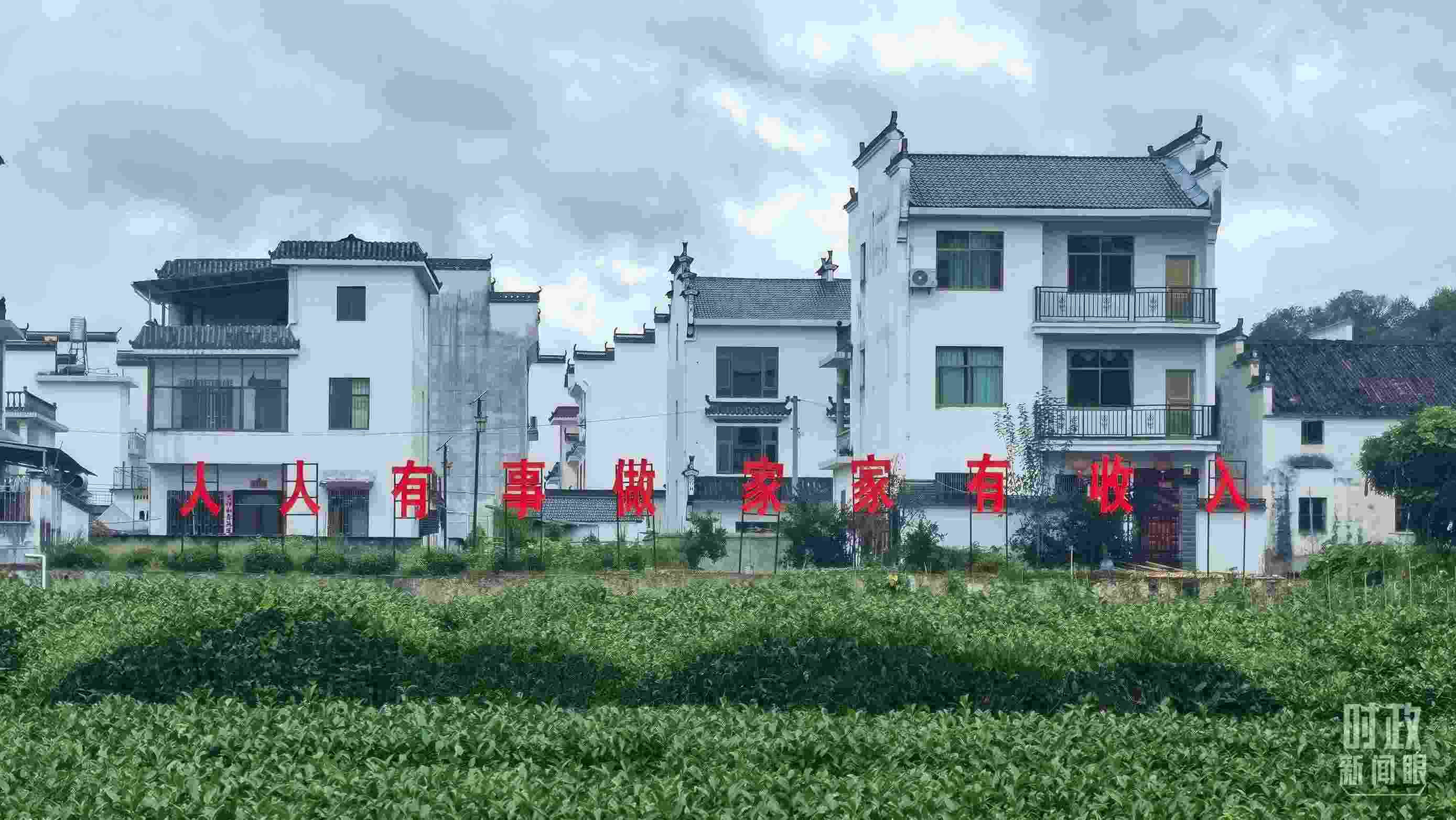 △石門村村民種植的茶葉。（總臺央視記者賈林拍攝）