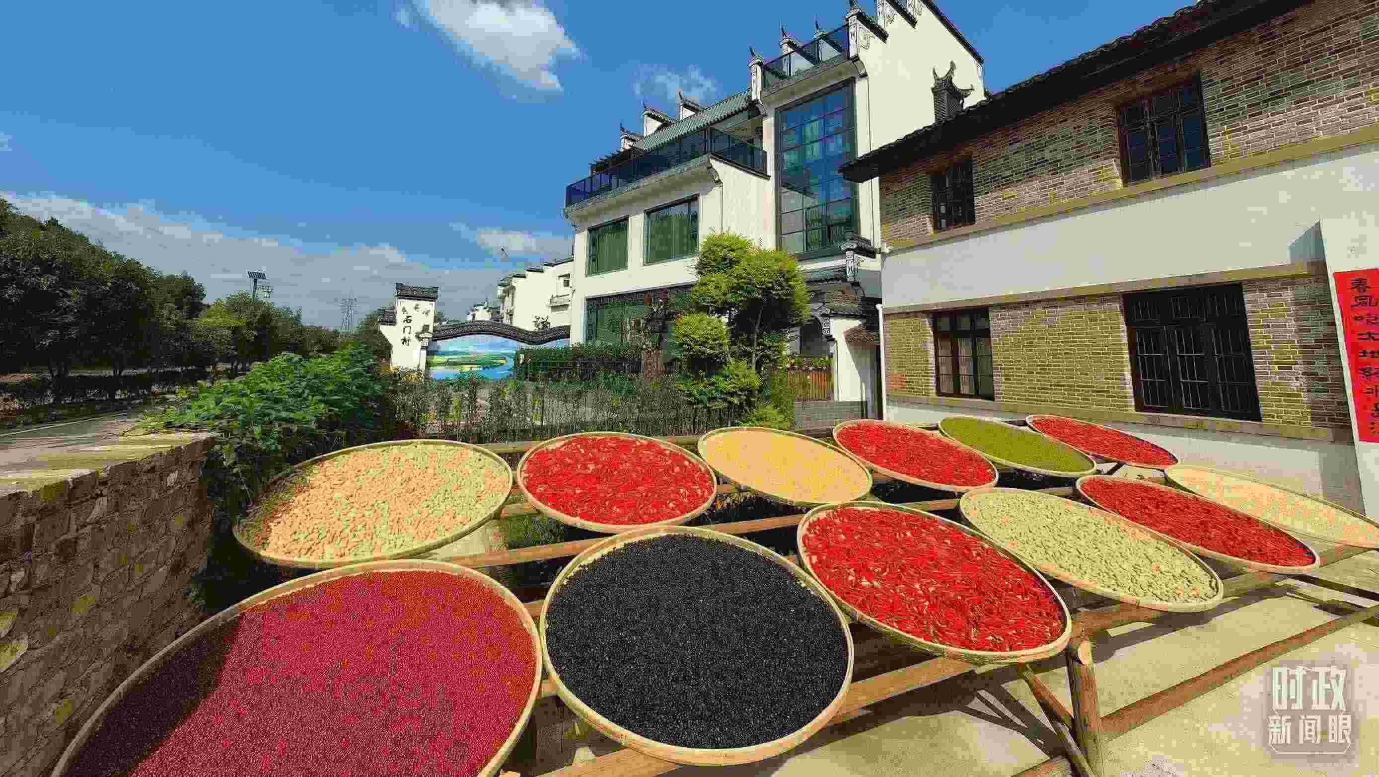 △曬秋農俗成為婺源鄉(xiāng)村的一道美麗風景。（總臺央視記者段德文拍攝）