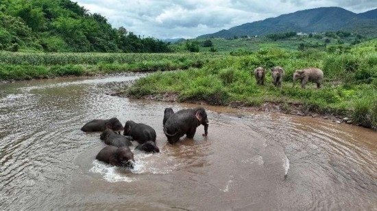野生亞洲象組團泡澡降溫解暑。何有剛攝