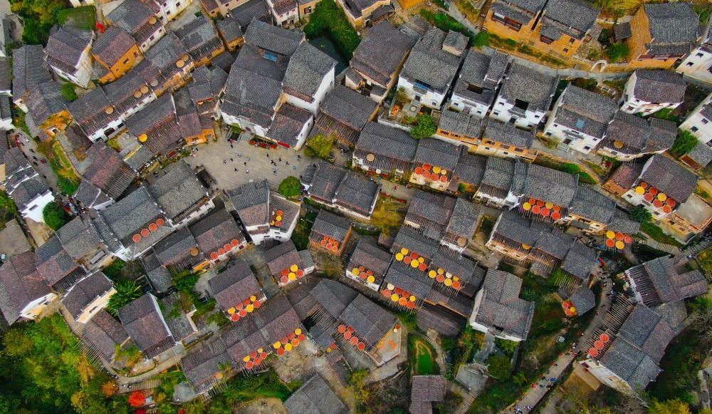 這是婺源縣江灣鎮(zhèn)篁嶺村的曬秋景象（2019年11月7日攝）。