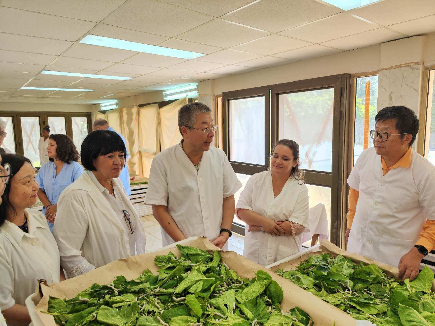 2023年5月23日，中國駐古巴大使馬輝考察古中蠶桑科技合作中心。來源：中國駐古巴大使館官網(wǎng)