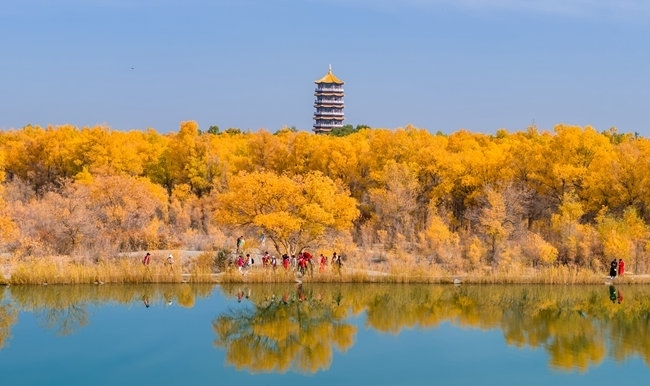 胡楊林金碧耀眼。蘭州局集團公司融媒體中心供圖