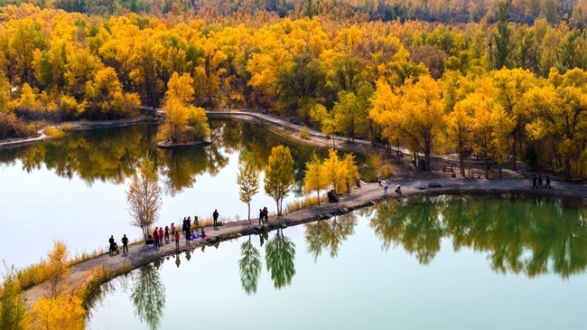 胡楊林金碧耀眼。蘭州局集團公司融媒體中心供圖