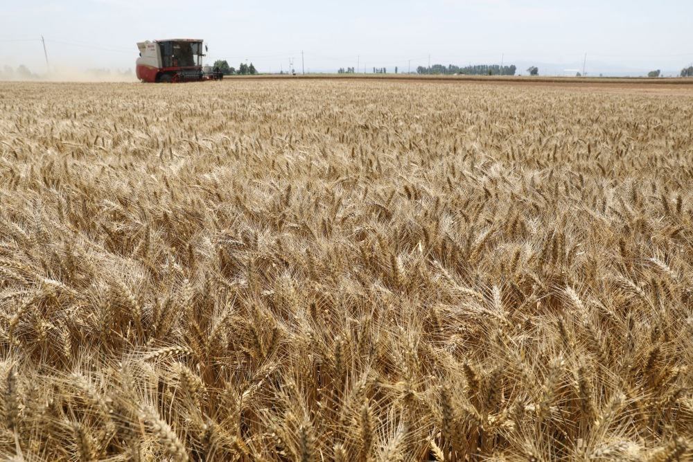  河南省焦作市溫縣黃河街道張王莊村村民駕駛收割機(jī)在田間收獲小麥（2023年6月6日攝）。新華社發(fā)（徐宏星 攝）