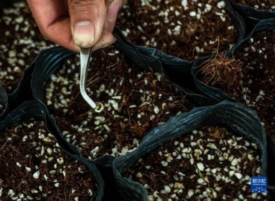 云南錦科花卉工程研究中心里已經發(fā)芽的太空種子（4月3日攝）。