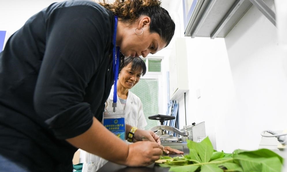 9月17日，來自哥倫比亞的研修班學(xué)員埃文·奧拉亞（左）在中國專家的指導(dǎo)下學(xué)習(xí)實(shí)操木薯組培快速繁育技術(shù)。