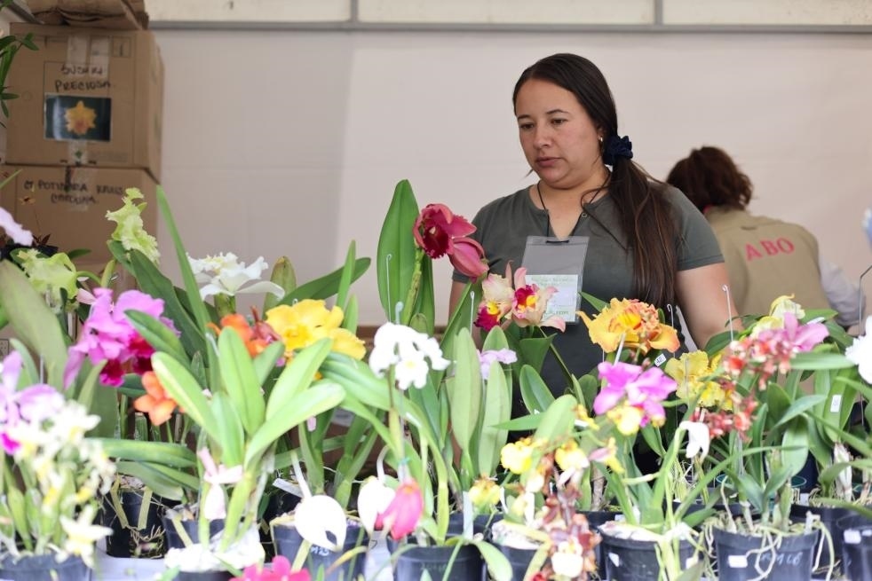 9月14日至17日，哥倫比亞首都波哥大舉辦蘭花展。