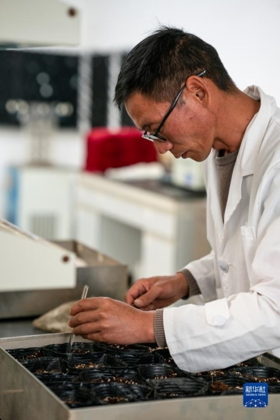 技術員田連通在實驗室播種太空種子（4月3日攝）。