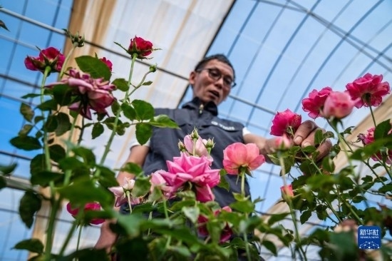 在云南省安寧市現(xiàn)代農業(yè)園區(qū)玫瑰種植示范園，技術員田連通觀察玫瑰花（10月20日攝）。