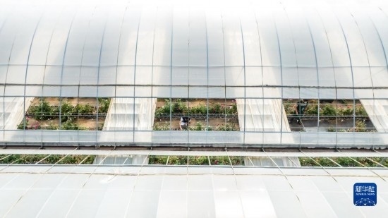 云南省安寧市現(xiàn)代農業(yè)園區(qū)玫瑰種植示范園一景（無人機照片，10月20日攝）。