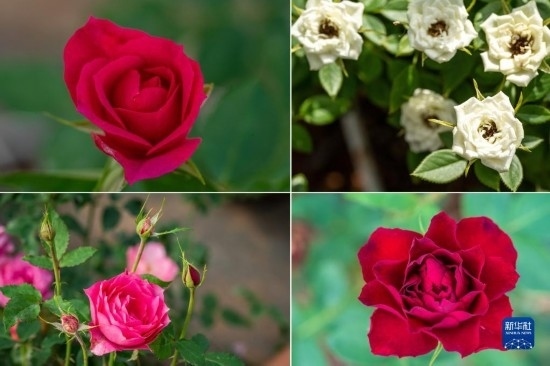 這是云南省安寧市現(xiàn)代農業(yè)園區(qū)玫瑰種植示范園里玫瑰新品種的拼版照片。