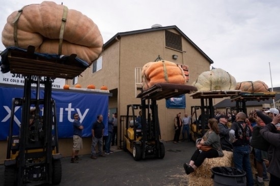  10月9日，在美國加利福尼亞州圣馬特奧縣半月灣舉行的南瓜稱重大賽現(xiàn)場，人們圍觀參賽的南瓜。新華社發(fā)（李建國攝）
