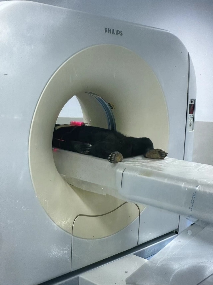 長(zhǎng)隆野生動(dòng)物世界的動(dòng)物醫(yī)院內(nèi)，馬來(lái)熊在做核磁共振檢查。人民網(wǎng)記者 李舫攝