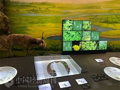  （中醫(yī)藥博物館展出的各類中藥材令人應(yīng)接不暇。中國(guó)經(jīng)濟(jì)周刊記者 郭志強(qiáng) 攝）