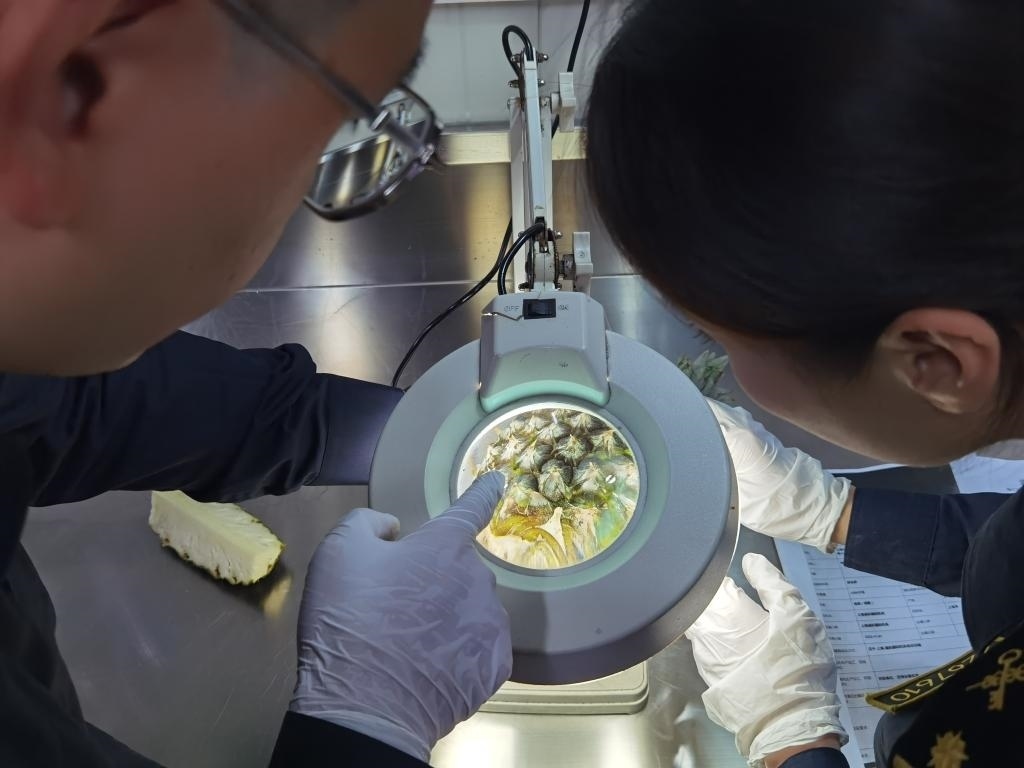 11月3日，上海海關(guān)關(guān)員對(duì)首批入境中國(guó)、參展第六屆進(jìn)博會(huì)的貝寧菠蘿進(jìn)行檢驗(yàn)檢疫。新華社記者 吳宇 攝