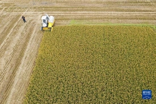 11月4日，在南通市通州區(qū)十總鎮(zhèn)育民村農(nóng)場，一臺設(shè)置好參數(shù)的無人收割機(jī)在工作中（無人機(jī)照片）。