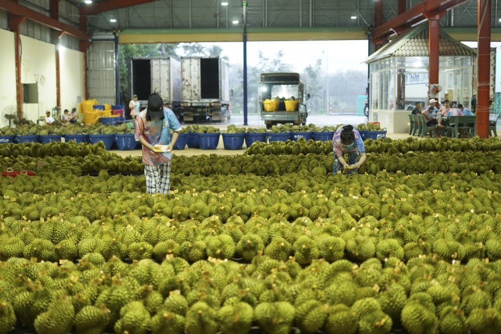 2023年9月15日，在越南多樂省一家榴蓮加工廠，工人在給即將出口到中國的榴蓮包裝貼牌。隨著《區(qū)域全面經(jīng)濟(jì)伙伴關(guān)系協(xié)定》紅利釋放，中國—東盟貿(mào)易規(guī)模進(jìn)一步擴(kuò)大。越來越多東盟國家的優(yōu)質(zhì)水果便捷地進(jìn)入中國市場(chǎng)，走上消費(fèi)者的餐桌。