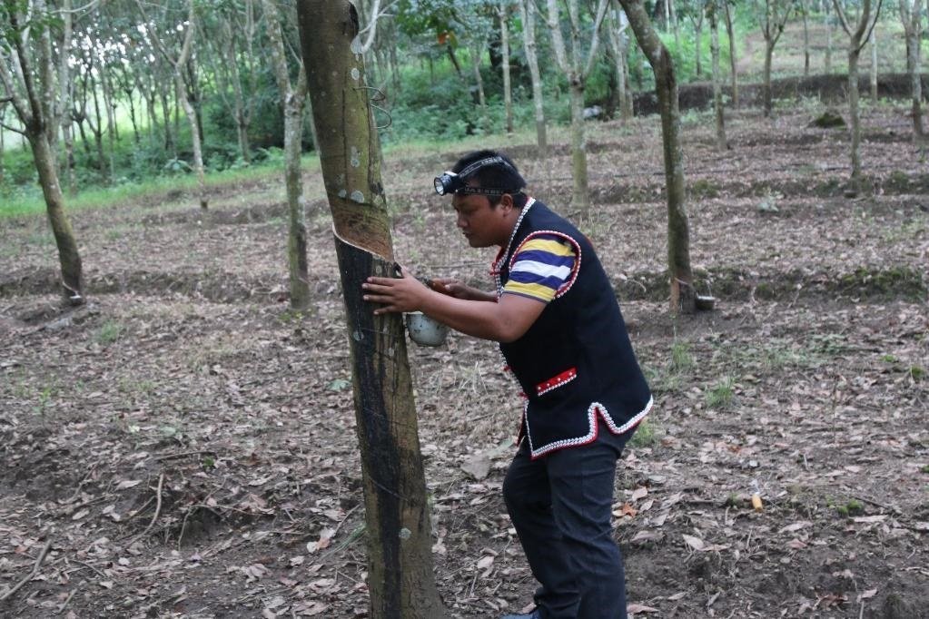 2017年10月，云南省永德縣團樹村佤族膠農(nóng)蔣文富在割膠