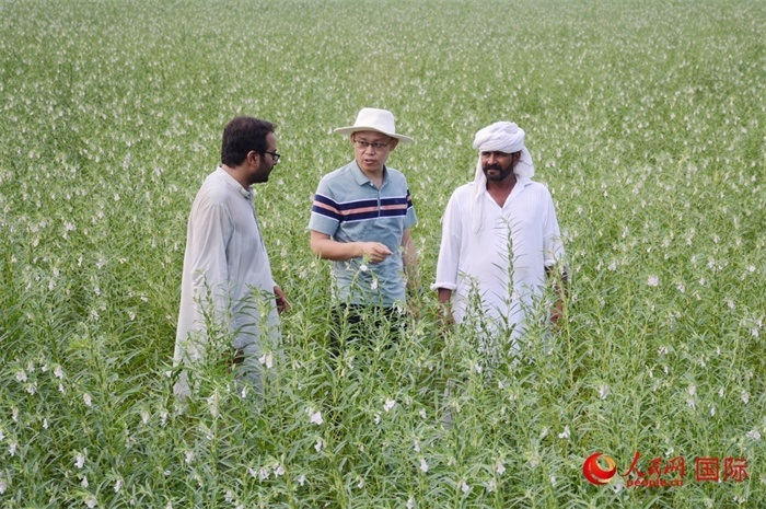 中巴經(jīng)濟走廊農(nóng)業(yè)合作中心負責人席建龍（中）與巴基斯坦當?shù)剞r(nóng)戶在芝麻種植園交流作物生長情況。人民網(wǎng)記者薩義德·邁赫迪攝