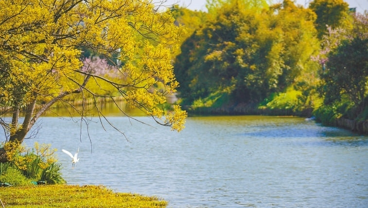  碧波蕩漾 浙江嘉興市海鹽縣望海街道永福社區(qū)荷花池，一汪碧水波光粼粼，風(fēng)光旖旎。當(dāng)?shù)厥冀K堅(jiān)持綠色發(fā)展，促進(jìn)人與自然和諧共生。 肖弗勒模具（嘉興）有限公司德國(guó)籍經(jīng)理 湯姆·魯特納攝 “當(dāng)?shù)卮迕窀嬖V我，如今環(huán)境變好了，茶余飯后，大家都會(huì)到河邊散散步，欣賞美景，和鄰居聊聊天。我想，好生態(tài)是大自然的饋贈(zèng)，更是長(zhǎng)三角地區(qū)大力治理生態(tài)環(huán)境的結(jié)果。希望美麗中國(guó)的綠色發(fā)展之路越走越好。”