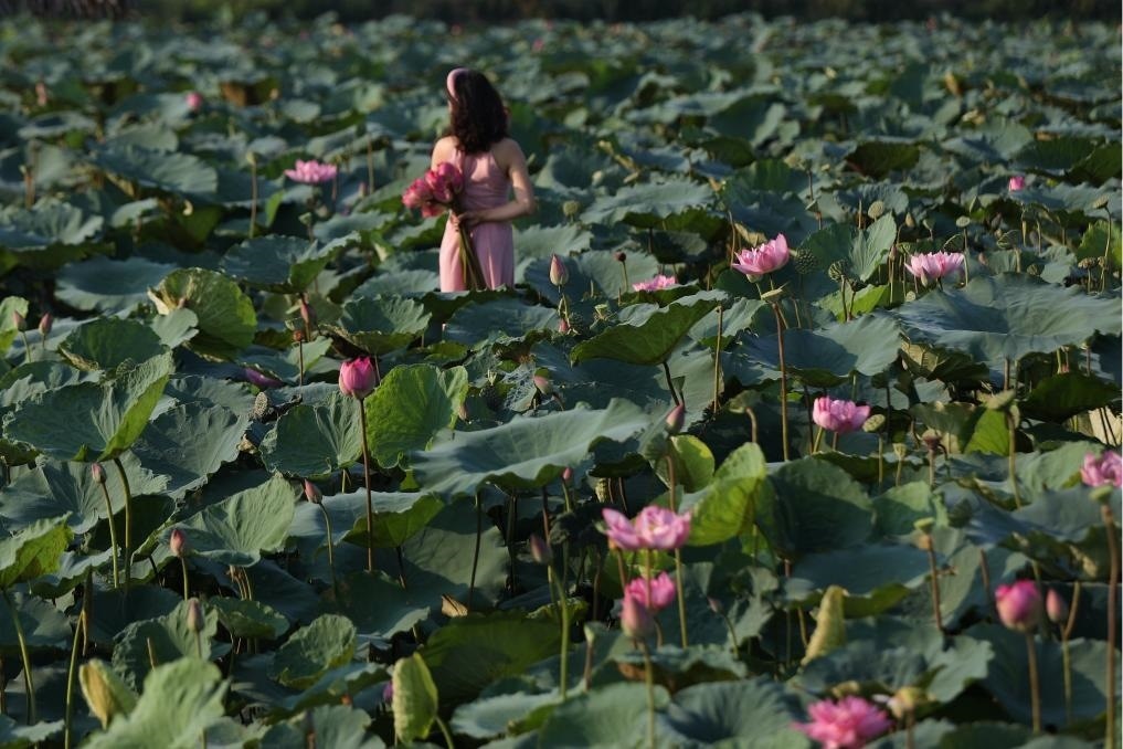 這是2020年7月15日，一名女子在越南首都河內(nèi)西湖畔的荷花叢中留影。
