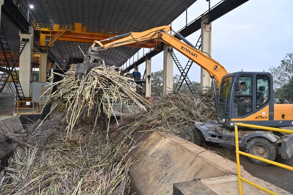 12月14日，在廣西來賓東糖鳳凰有限公司，員工操作機械將甘蔗投入傳送帶，準備送往壓榨車間。