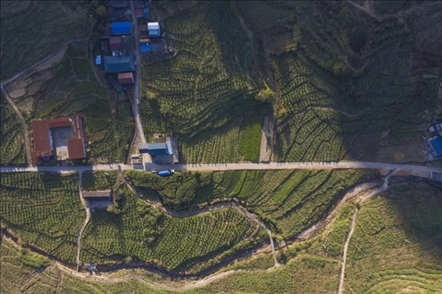 漠源鄉(xiāng)西柚基地。將樂(lè)縣農(nóng)業(yè)農(nóng)村局供圖