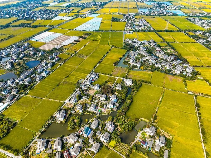 2023年10月22日，浙江海寧市黃灣鎮(zhèn)，金秋時(shí)節(jié)，金黃色的稻田與美麗鄉(xiāng)村構(gòu)成一幅寧?kù)o祥和的畫卷。