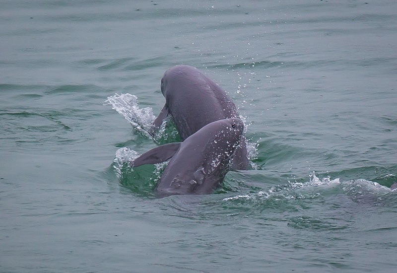 2021年5月10日，在湖北省宜昌市江邊，長(zhǎng)江江豚在水中嬉戲。