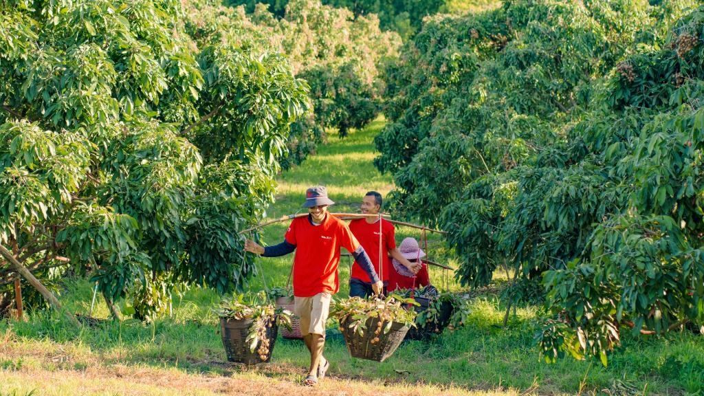 2023年10月，泰國尖竹汶府的龍眼種植園內(nèi)，采果工人正在運(yùn)輸新采摘的龍眼。（黎銀成攝 新華社發(fā)）