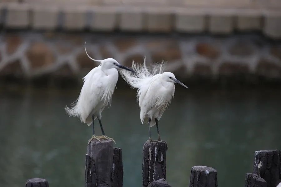 筼筜湖白鷺。人民網記者 陳博 攝