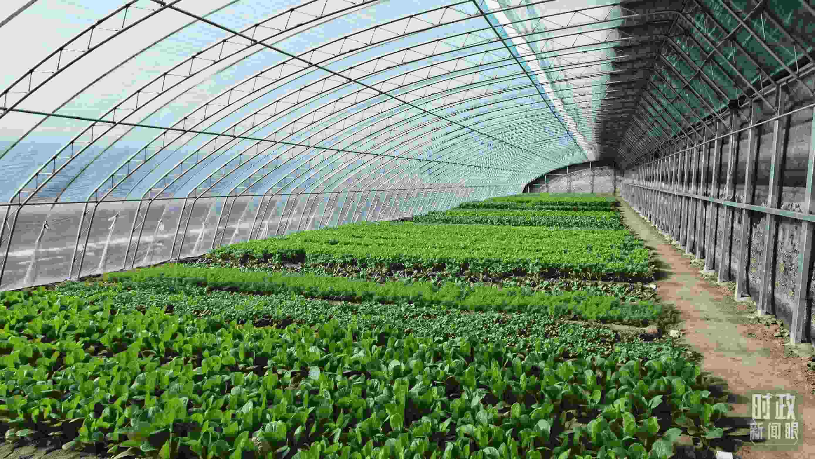 △第六埠村蔬菜大棚。（總臺(tái)央視記者郭鴻拍攝）