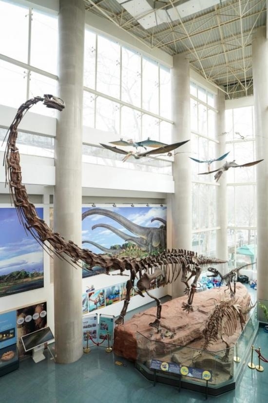 南京古生物博物館展出的馬門(mén)溪龍模型。新華社記者李博 攝