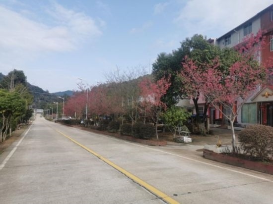 道路兩旁的山櫻花。將樂縣農(nóng)業(yè)農(nóng)村局供圖
