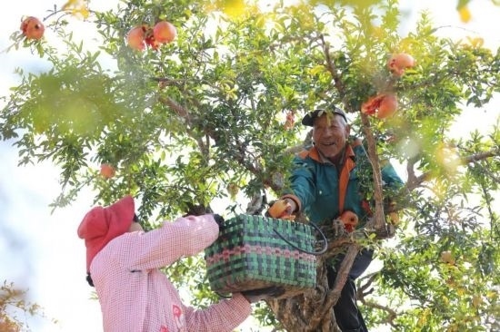 紅彤彤的石榴掛滿枝頭，農(nóng)戶們穿梭在林中采摘，享受著豐收的喜悅。