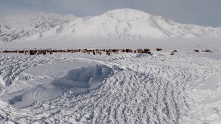 蒙古國近日發(fā)生雪災(zāi)。圖片來源：蒙政府網(wǎng)站