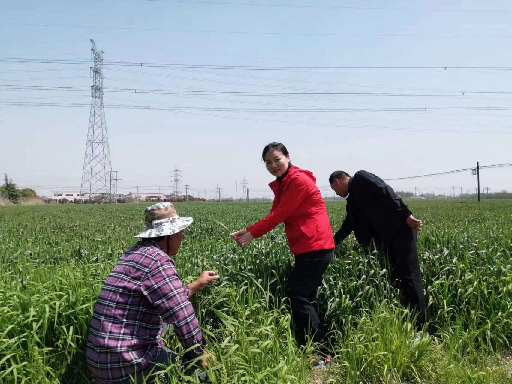 魏巧在田間察看農(nóng)作物長勢。