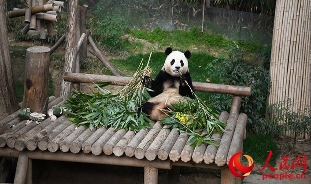 “福寶”享用新鮮的竹子。人民網(wǎng) 李帆攝