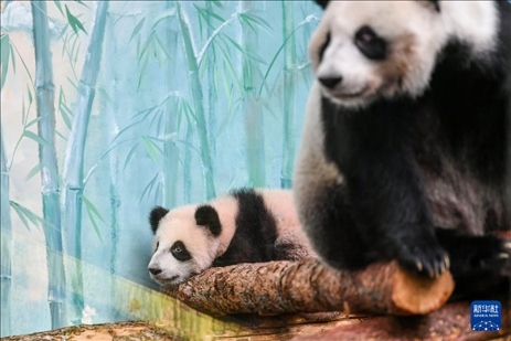 這是3月8日在俄羅斯莫斯科動物園拍攝的大熊貓“喀秋莎”（左）和媽媽“丁丁”。新華社記者 曹陽 攝