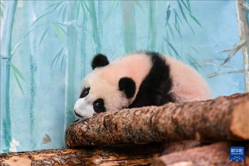 這是3月8日在俄羅斯莫斯科動物園拍攝的大熊貓“喀秋莎”。新華社記者 曹陽 攝