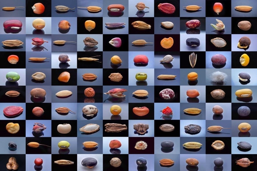 微距鏡頭下，湖南省農(nóng)作物種質(zhì)資源庫的種子千姿百態(tài)（100個(gè)種子拼版照片）。