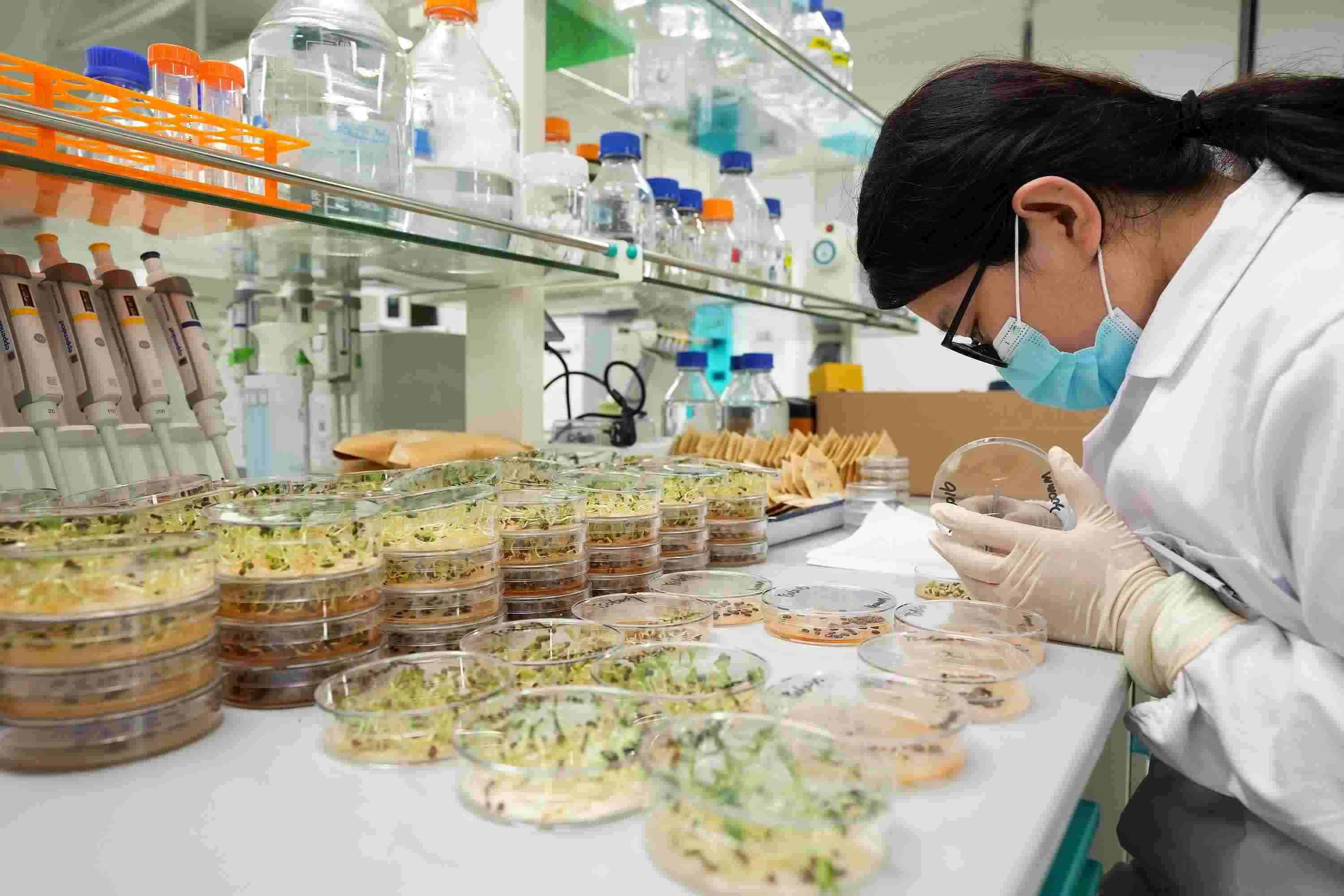 △ 海南三亞崖州灣科技城的崖州灣種子實(shí)驗(yàn)室，科研人員正在觀察種子樣本。