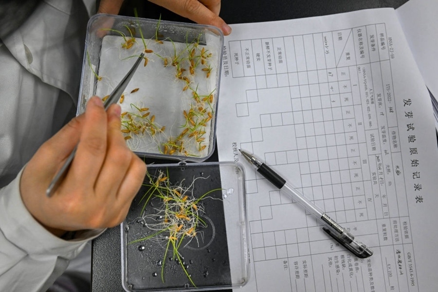 2022年3月23日，在湖南省農(nóng)作物種質(zhì)資源庫實(shí)驗(yàn)室，檢測(cè)員對(duì)保存的水稻種子進(jìn)行發(fā)芽試驗(yàn)檢測(cè)。