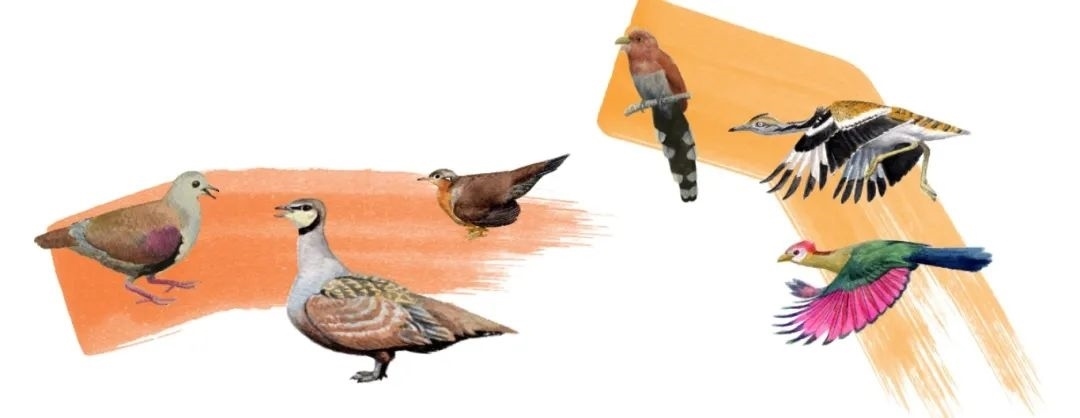 鴿鴇類。浙江大學供圖