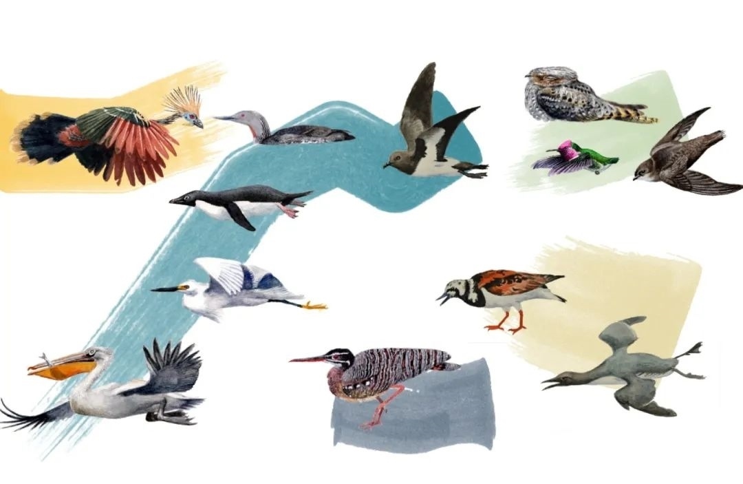 元素鳥類。浙江大學供圖