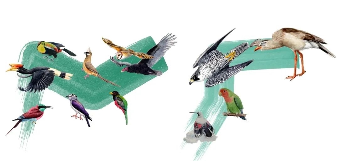 陸鳥類。浙江大學供圖