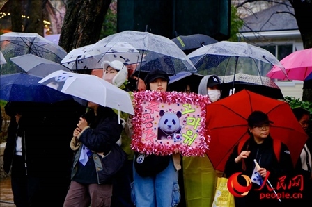 因“福寶”獲得力量和慰藉的年輕粉絲。 人民網(wǎng) 李帆攝